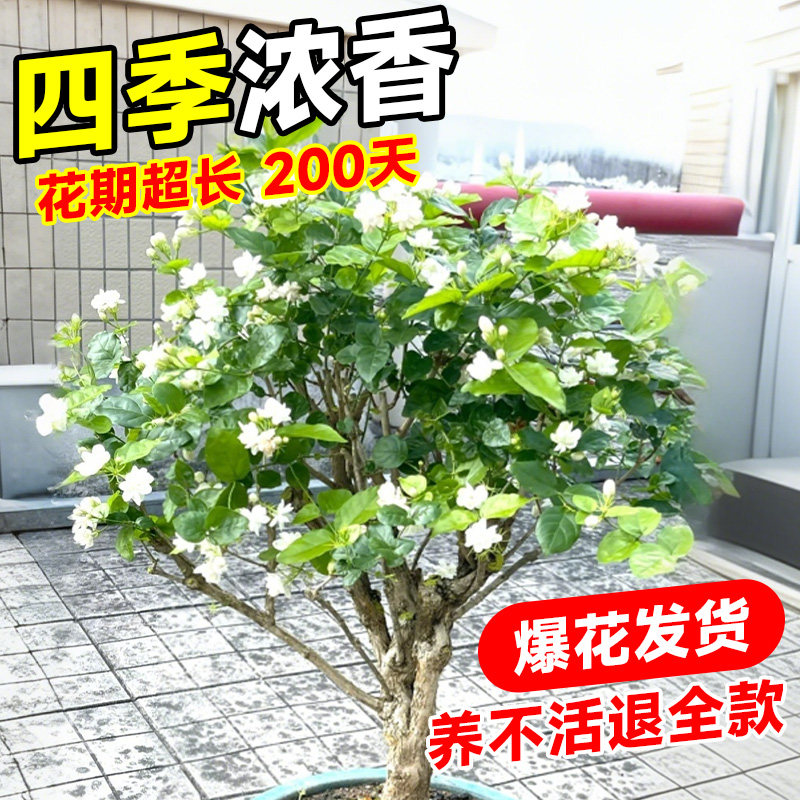茉莉花盆栽适合室内阳台懒人养的四季易活开花垂丝花卉绿植物大全