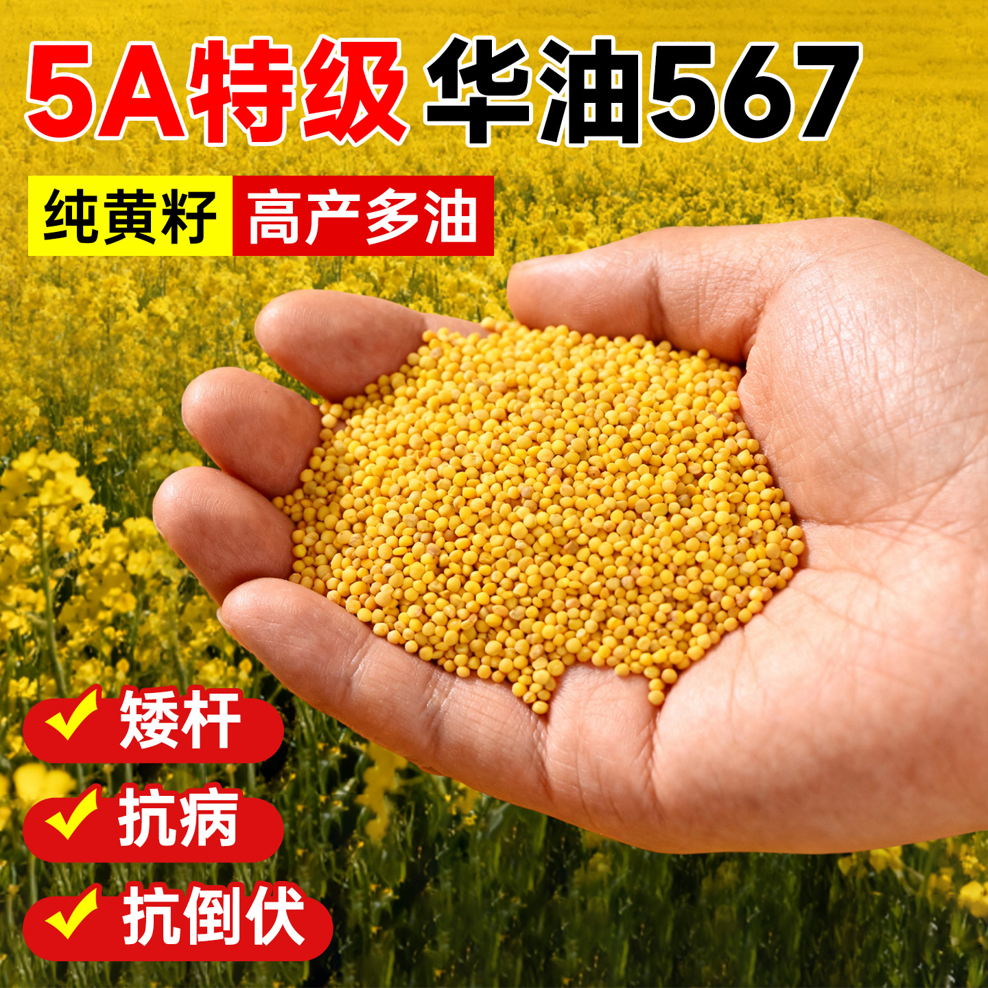 【5A特级】TOP油菜种子高产好种