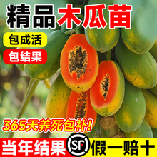 木瓜树果苗正宗冰糖红心矮化嫁接苗庭院名贵水果树果苗南北方种植