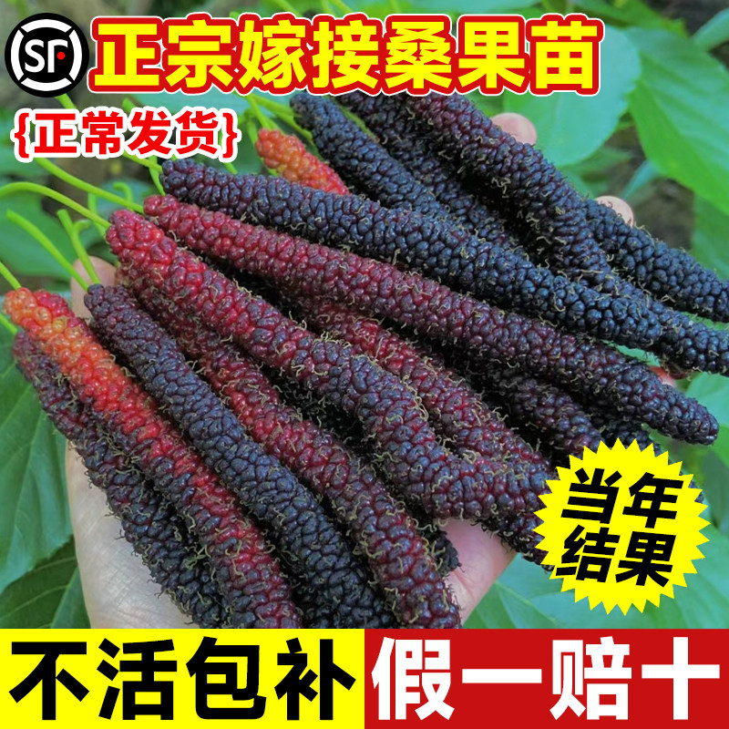 桑葚树苗长果大叶嫁接果树果苗南北方种植庭院盆栽地栽带果发四季