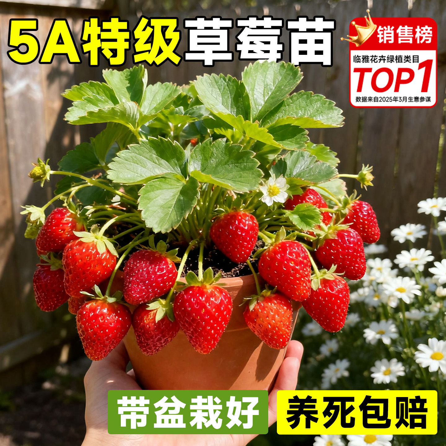 【5A特级】特大号草莓苗当年结果