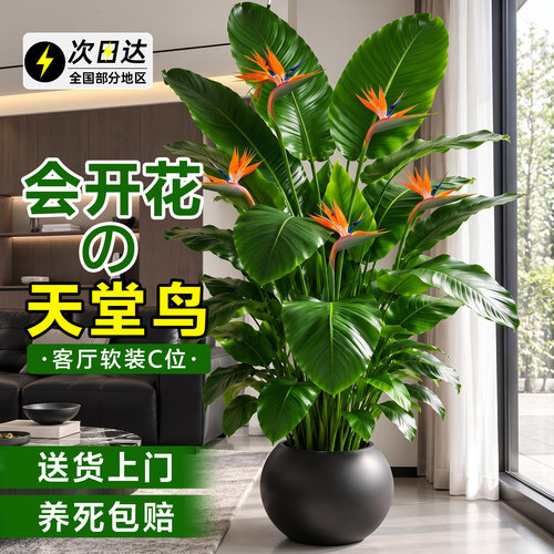 客厅大型天堂鸟盆栽四季常青好养