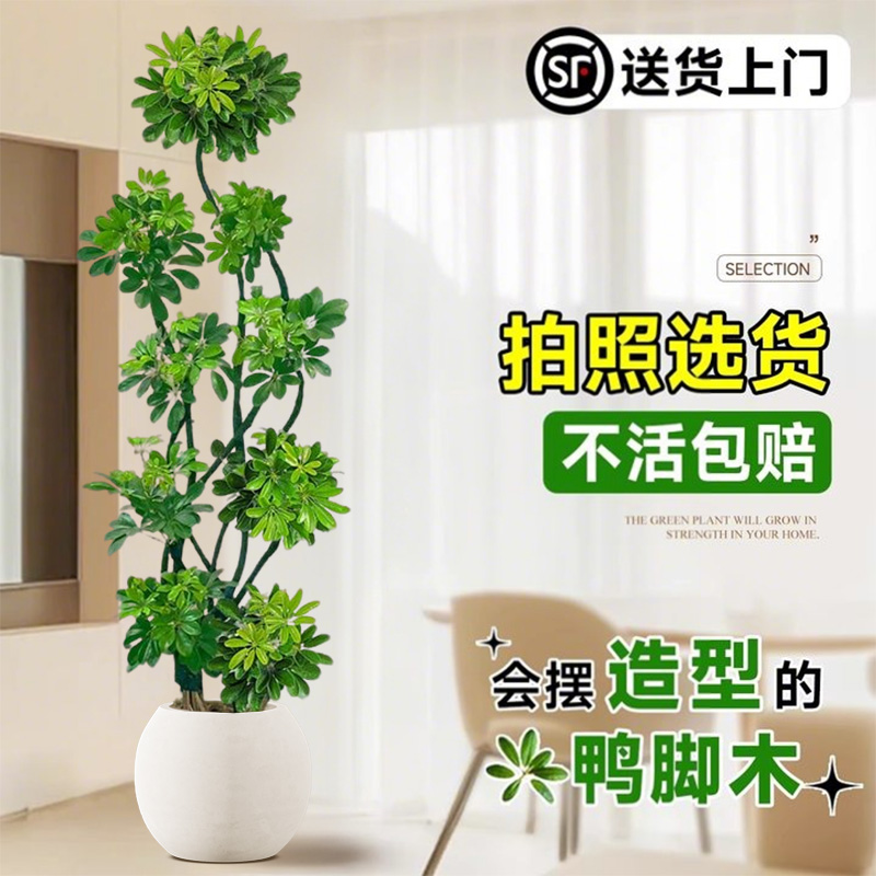 造型鸭脚木客厅大盆栽不活包赔