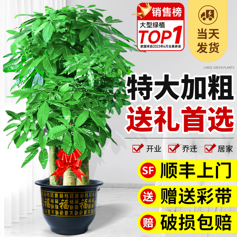 特大步步高发财树客厅开业送礼大盆栽室内植物绿植落地大号招财树