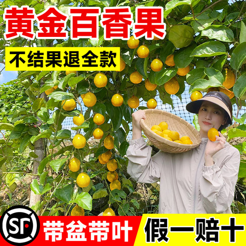【正宗】黄金百香果树