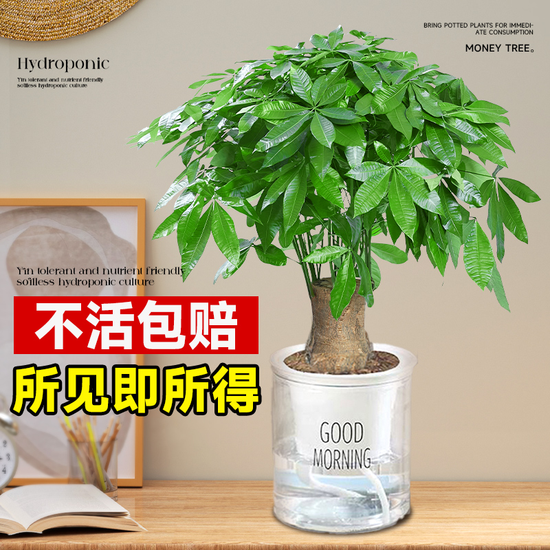 水培发财树小盆栽室内桌面绿植物