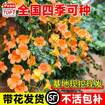 爬藤凌霄花卉盆栽四季