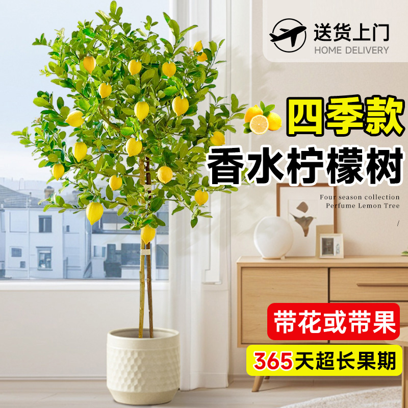 香水柠檬树盆栽带果客厅绿植