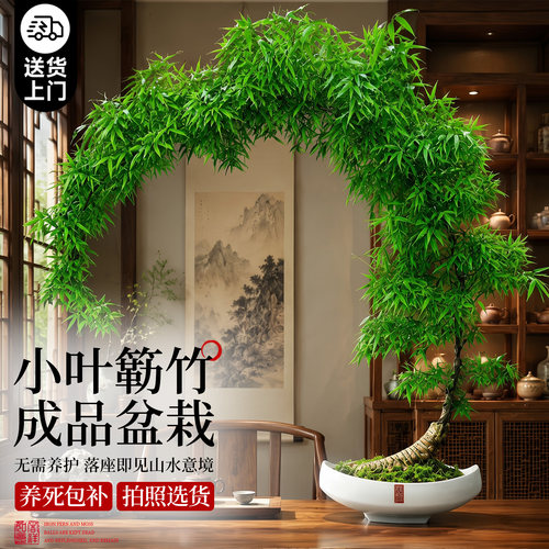 小叶簕竹老桩盆景室内好养