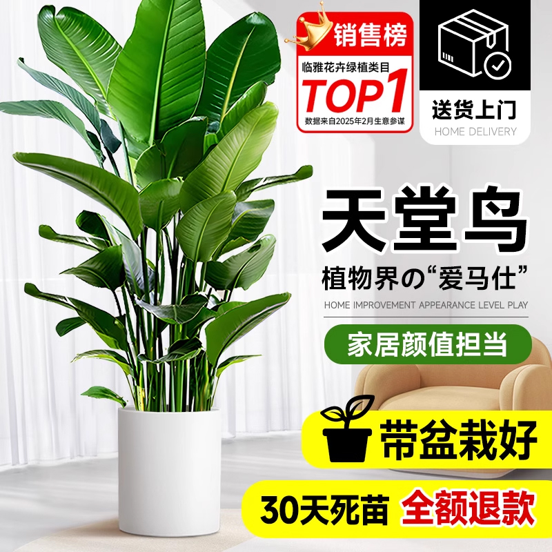 2025新款特级天堂鸟大型绿植盆栽