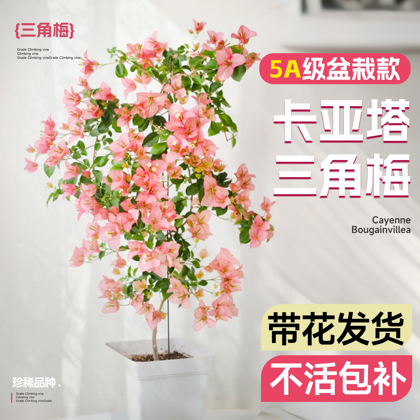 珍稀5A特级卡亚塔三角梅不活包赔