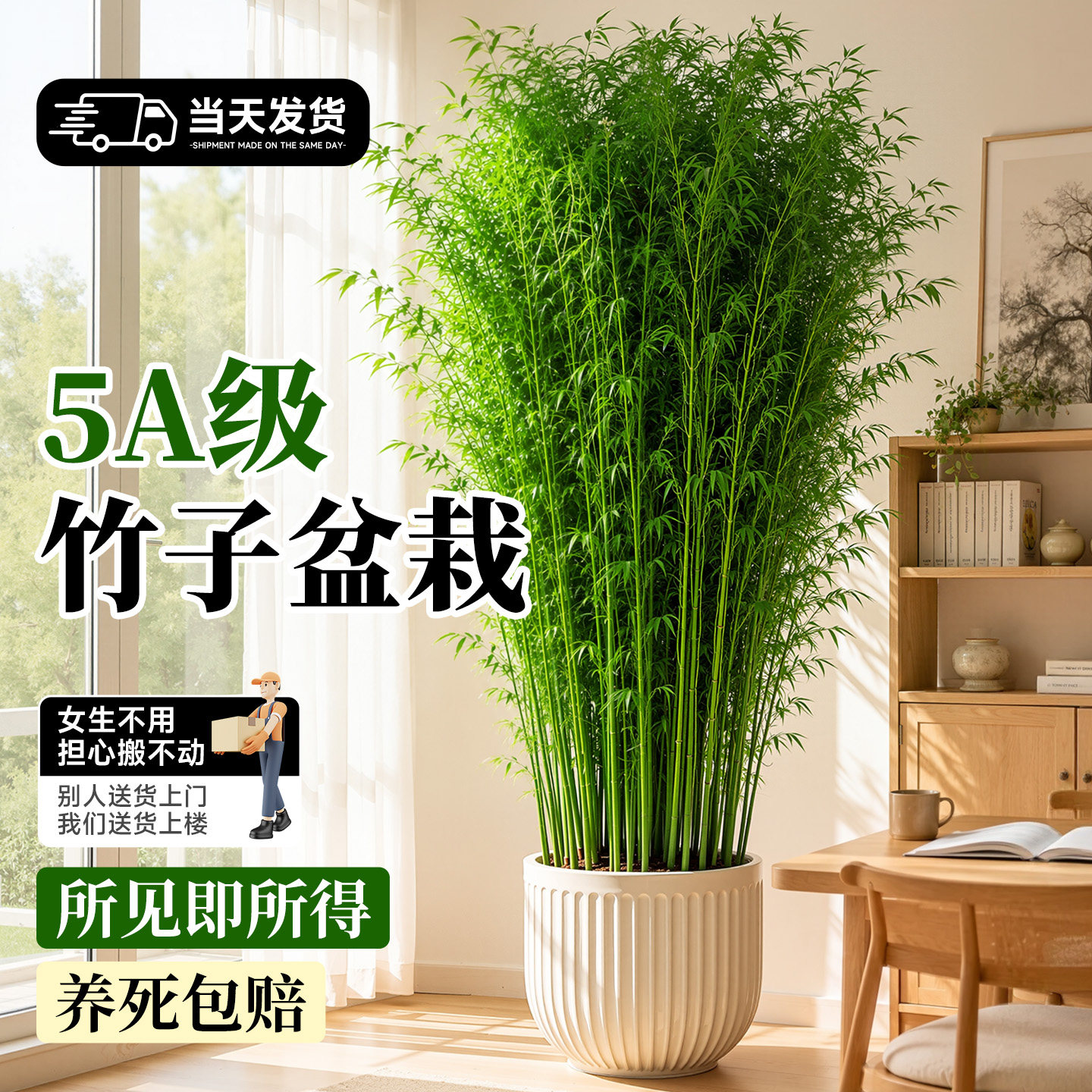 大型竹子盆栽四季常青年年可赏图片