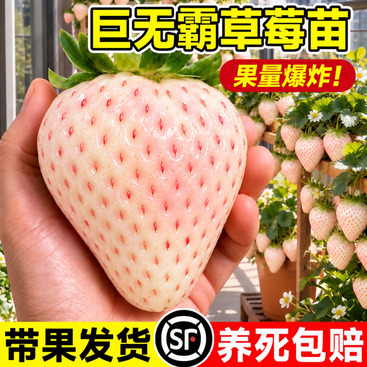 草莓苗秧盆栽四季结果优质高产脱毒奶油红颜特大草莓新苗阳台种植