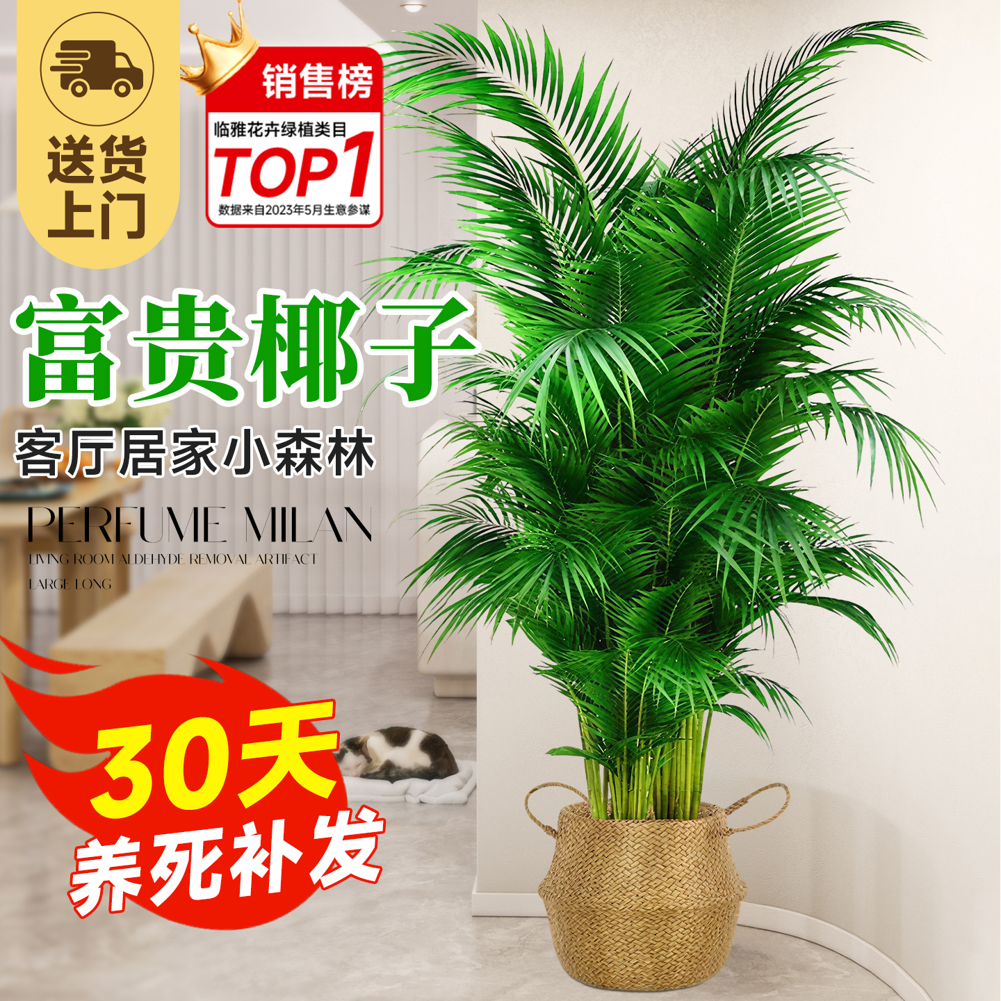 富贵椰子客厅绿植室内大型植物散尾葵凤尾竹四季常青好养椰子树