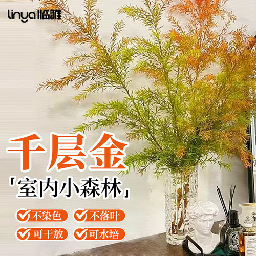 黄金香柳千层金鲜花干花水培植物
