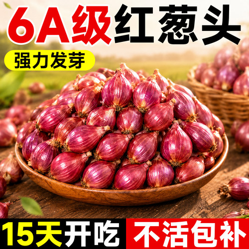 5A级正宗红葱头不活芽包赔