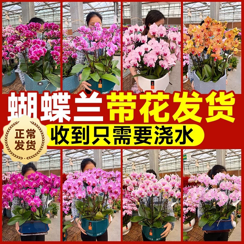蝴蝶兰盆栽带花大叶特大号精品室内花卉绿植物客厅高级易活四季开