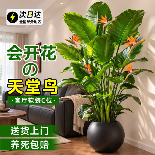 客厅落地好养带花天堂鸟盆栽