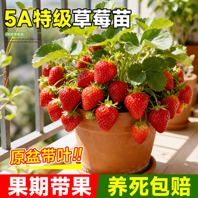 【5A特级】超大草莓苗原盆不活赔