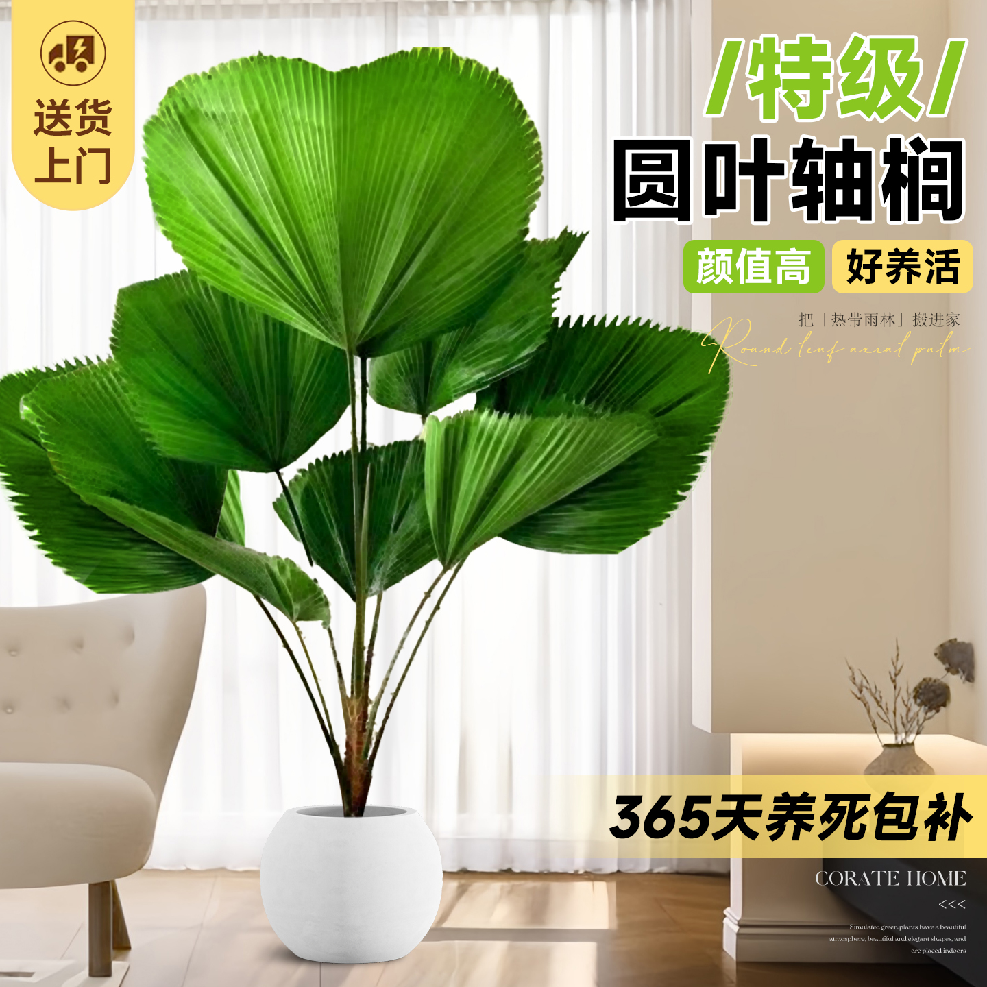 【特级品质】圆叶轴榈好养易活