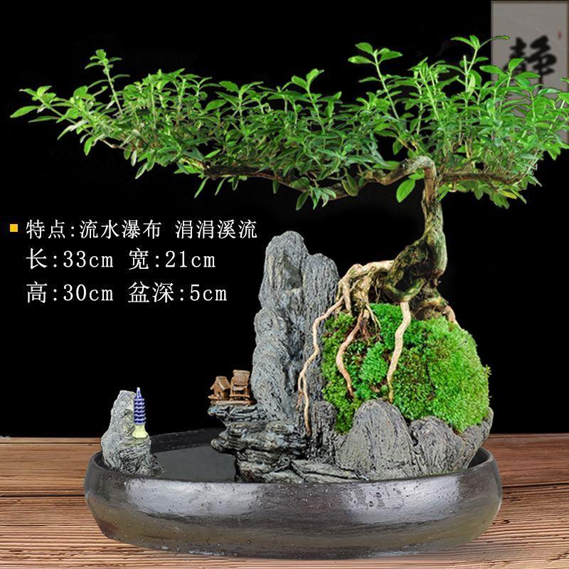 老树提根六月雪盆景植物