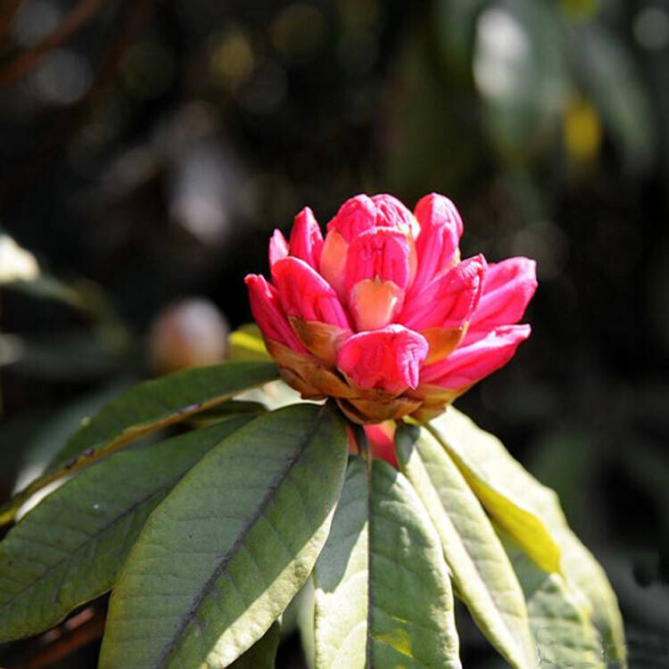 云南大红马缨花杜鹃花盆景 映山红红花杜鹃苗庭院花卉高山杜鹃