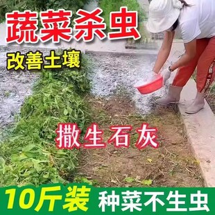 生石灰粉种菜消毒杀菌菜地除虫改善土壤鱼塘净水房间室内干燥石灰