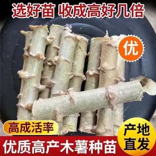 广西特产新鲜黄心木薯种苗