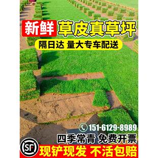 真草皮草坪带泥土地毯草台湾草别墅庭院花园百慕大绿化马尼拉草坪