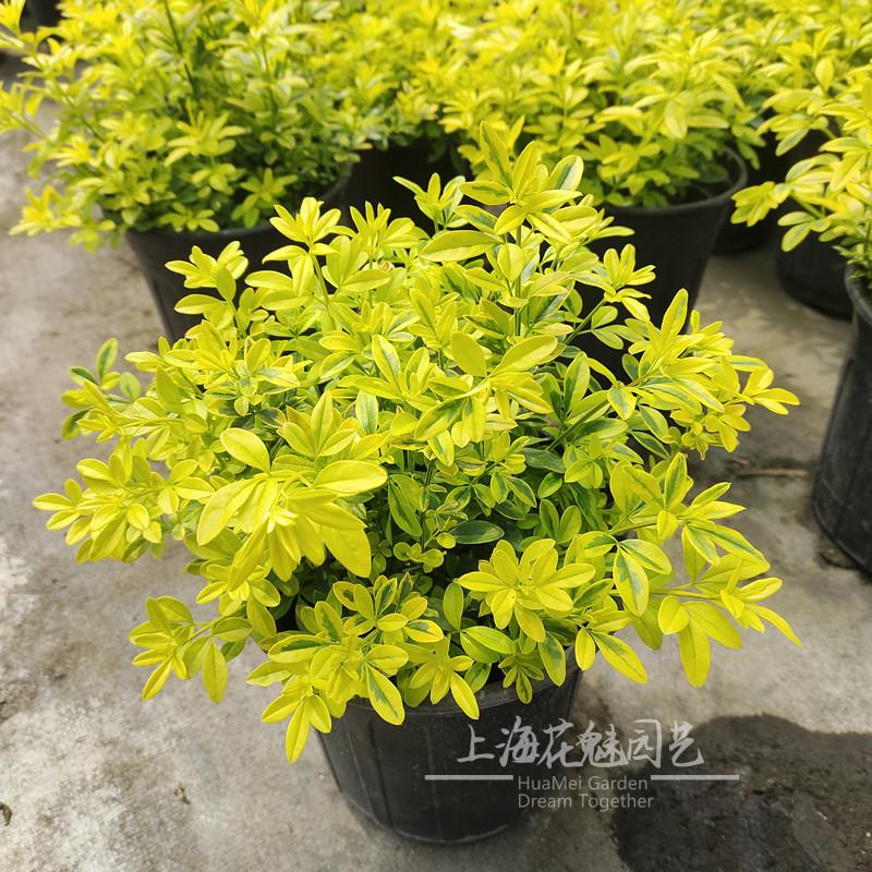 金叶黄馨 庭院阳台常绿灌木 多年生耐热耐寒植物 花镜金色植物