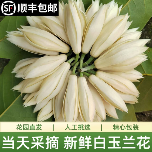 新鲜采摘白玉兰花朵佩戴香味浓郁现摘黄角兰缅桂黄果兰白兰花鲜花