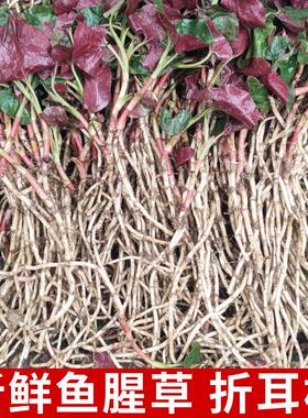 四川野生折耳根不洗带土带泥新鲜鱼腥草嫩根带叶子现挖现发贵州
