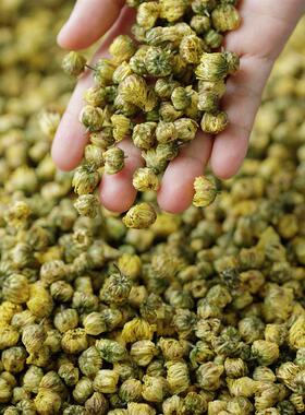 云记补补丨初开杭白菊45g丨浙江桐乡胎菊花干花丨泡水泡茶 花蜜香