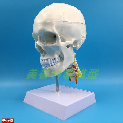 自然大人体头骨带颈椎模型头颅骨1C:1医学用高端仿真成人人体头骨