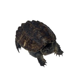北美小鳄龟鳄龟爆刺佛鳄龟幼苗杂佛正宗纯佛宠物龟凶猛小乌龟活物