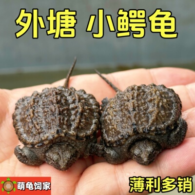 北美小鳄龟鳄龟爆刺佛鳄龟幼苗杂佛正宗纯佛宠物龟凶猛小乌龟活物