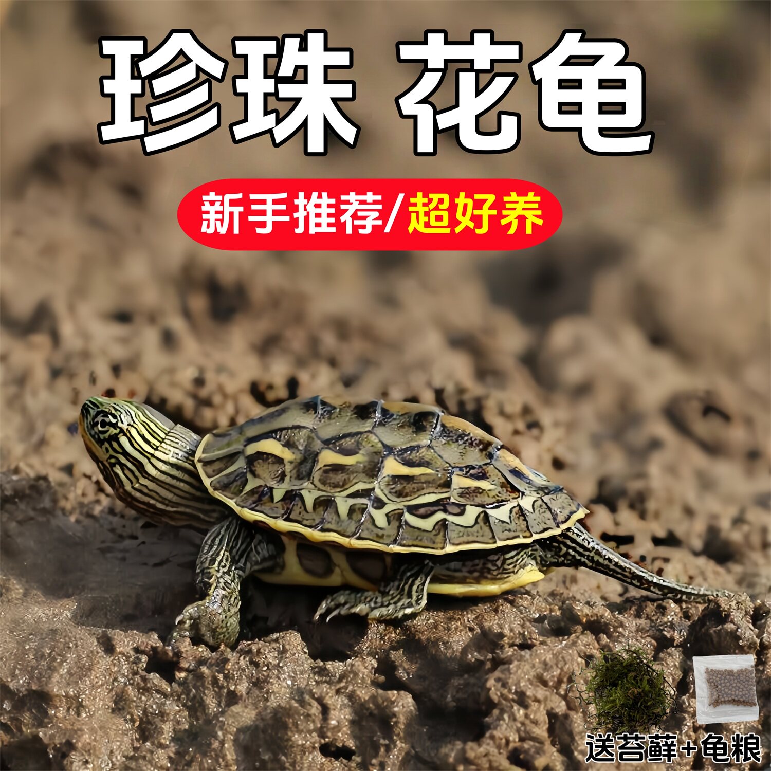 萌龟中华草龟珍珠龟花龟台湾六线草龟乌龟活物观赏宠物情侣活体龟