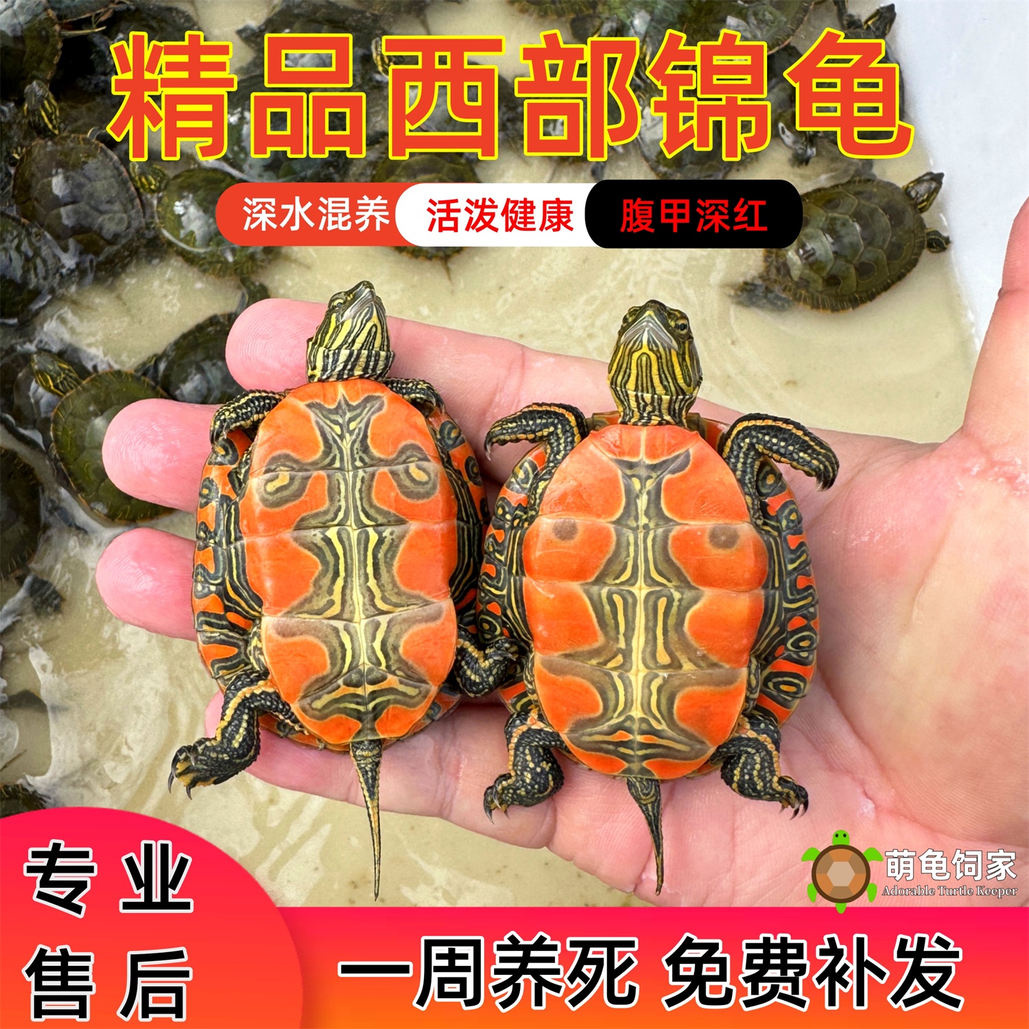 紅腹西錦龜深水魚缸混養萌龜飼家