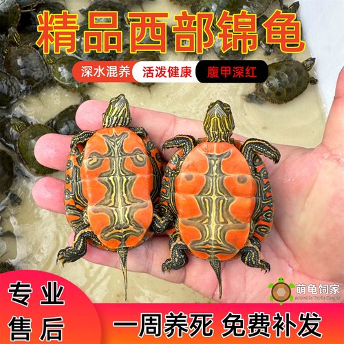 红腹西锦龟深水鱼缸混养萌龟饲家
