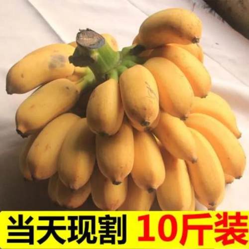 【粉糯香甜】广西香蕉10斤小米蕉