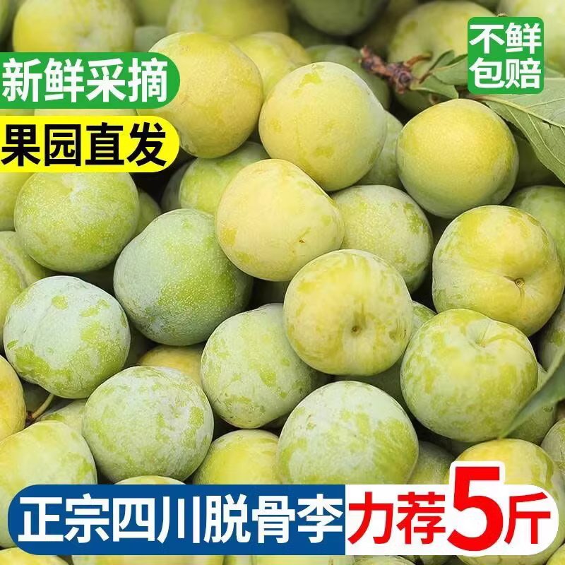 正宗四川青脆李脱骨李子新鲜当季孕妇水果5斤包邮清脆李酸甜巫山