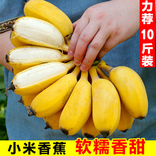 【精选品质】正宗广西香蕉小米蕉