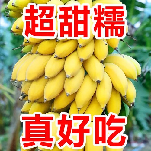 【官方推荐】正宗广西小米蕉精选