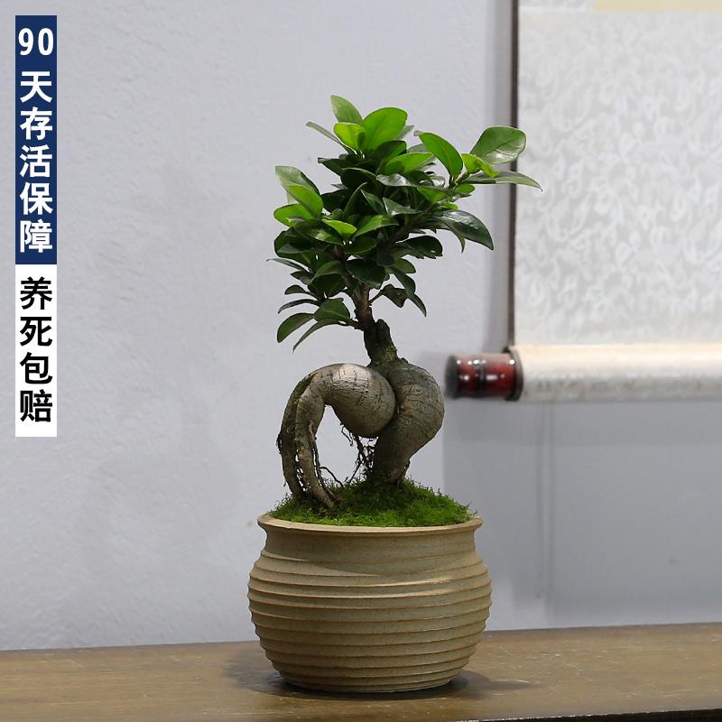 小叶人参榕树盆栽绿植室内客厅办公室茶几桌面植物摆件四季常青