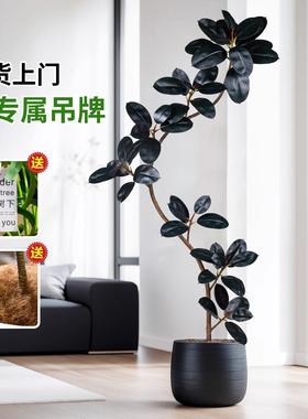 彷真绿色植物橡皮树黑金刚花叶榕极简风室内客厅沙发旁高级感落地