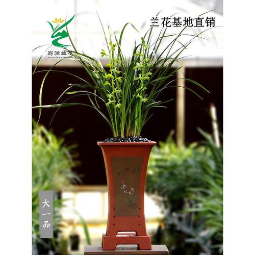 翁源兰花喜花里九华蕙兰老种大一品开花浓香好养室内绿植花卉盆栽