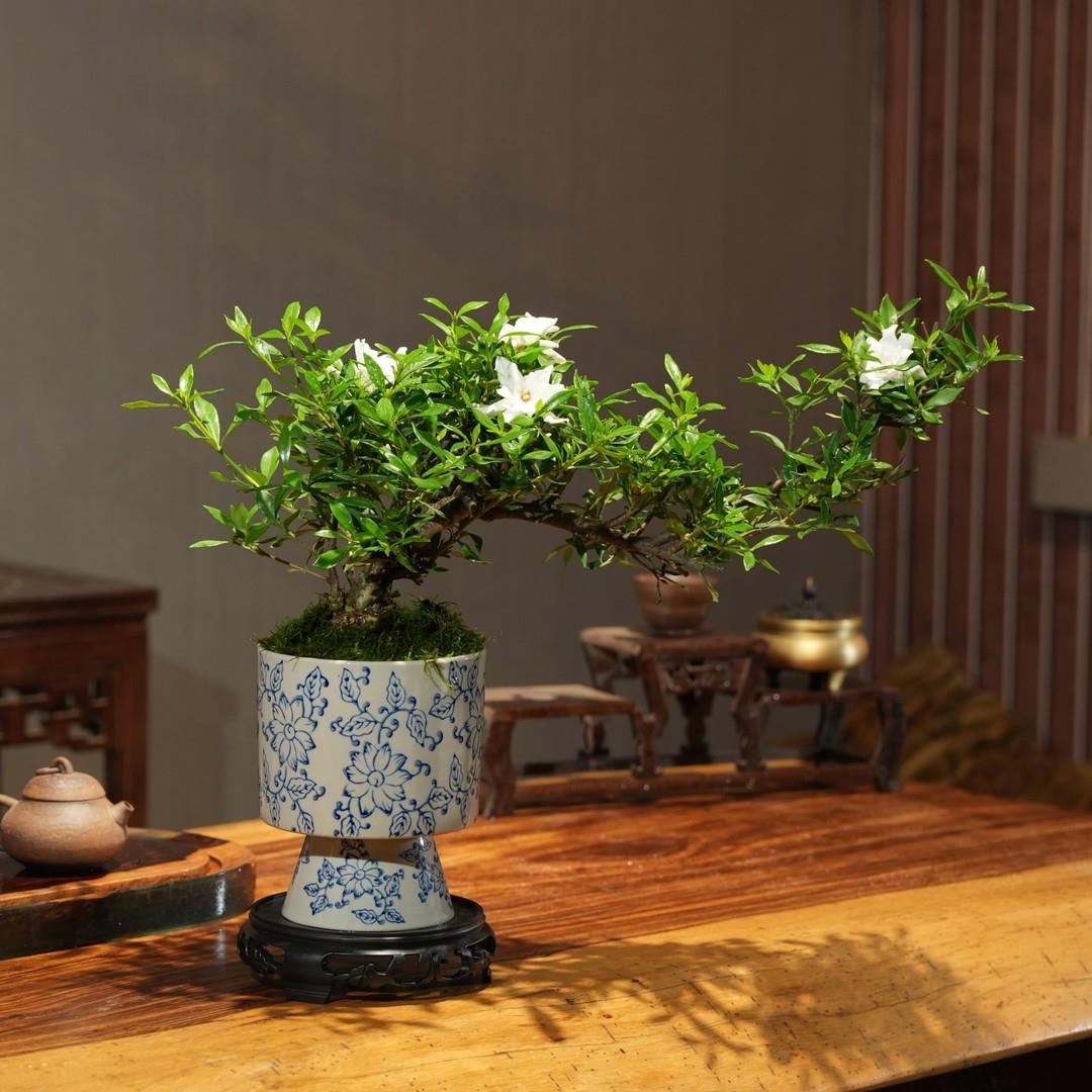 悬崖飘枝栀子花青花瓷盆室内绿植桌面造型盆景盆栽开 花植物摆件