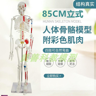 85CM人体骨骼模型神经肌肉起止骨架小针刀骨S骼解剖模型脊柱模