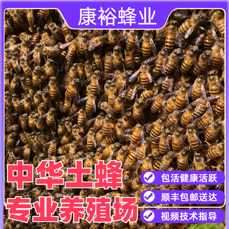 中华蜜蜂带王出售中蜂群阿坝开产蜂箱活体带箱顺丰包邮优质带子脾