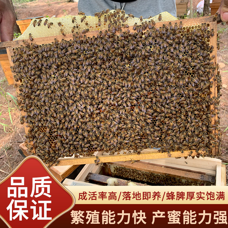 中华蜜蜂带王出售中蜂群阿坝开产蜂箱活体带箱顺丰包邮优质带子脾